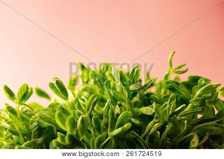Toumyou bean sprouts (Green Pea Sprouts) on a pink background.