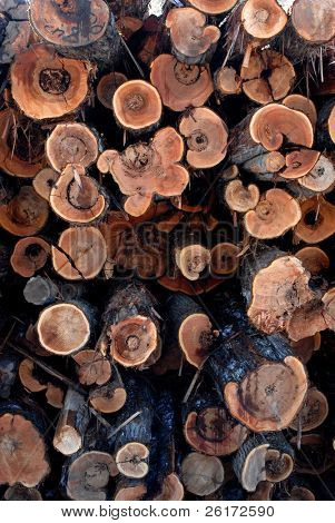 Pine pinon lokit puutavaraa pihalla