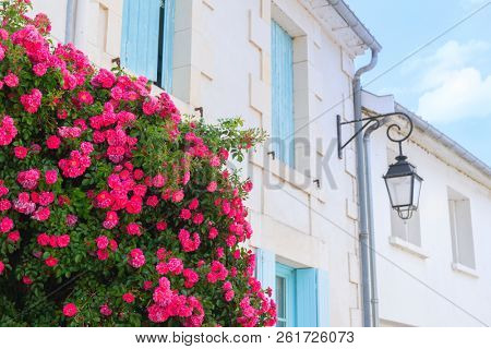 REd roses in street with blue blinds on the windows