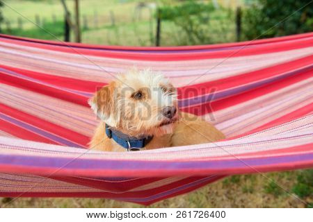 Portrait outdoor little cross breed dog in colorful striped hammock