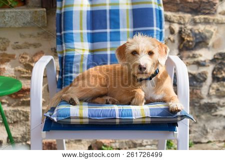 Portrait in blue chair outdoor little cross breed dog against stone wall