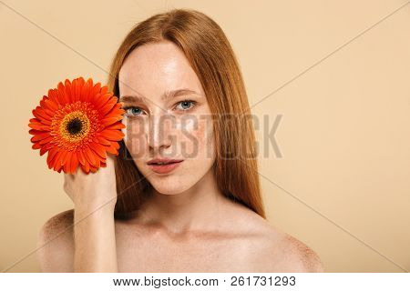 Beauty portrait of a pretty young topless redhead girl with freckles isolated over beige background, posing with herbera flower