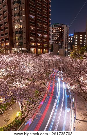 Cherry Blossoming At Roppongi Sakurazaka, Tokyo, Japan.
