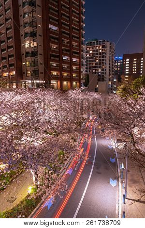 Cherry Blossoming At Roppongi Sakurazaka, Tokyo, Japan.