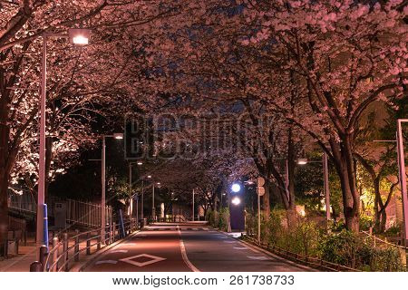 Roppongi Sakurazaka, Tokyo, Japan - March 26, 2018: Cherry Blossoming At Roppongi Sakurazaka, Tokyo,