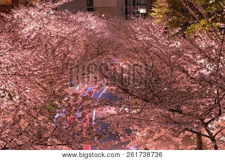 Roppongi Sakurazaka, Tokyo, Japan - March 26, 2018: Cherry Blossoming At Roppongi Sakurazaka, Tokyo,
