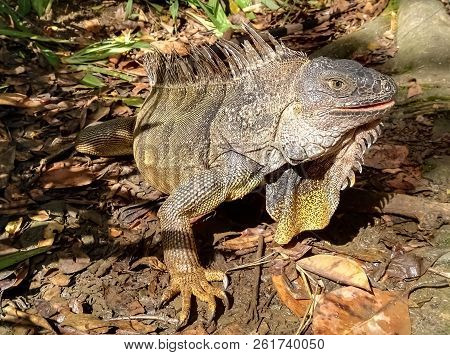Great Specimen Of A Green Iguana, Brown Color, Over Leaf Litter At The Wild Nature. Amazing Detail O
