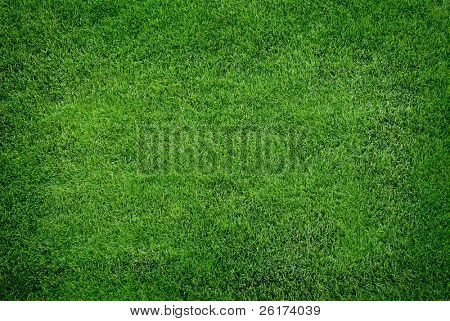 Lussureggiante verde erba da un prato residenziale