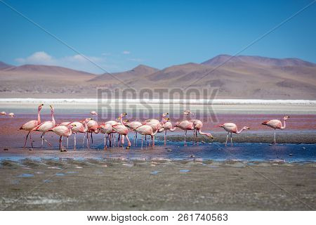 Flamingos At The Laguna Colorida In Bolivia. One Of The Most Exotic Touristic Destination In South A