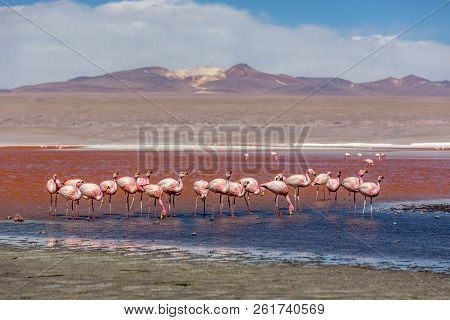 Groupd Of Flamingos At The Laguna Colorida In Bolivia. One Of The Most Exotic Touristic Destination