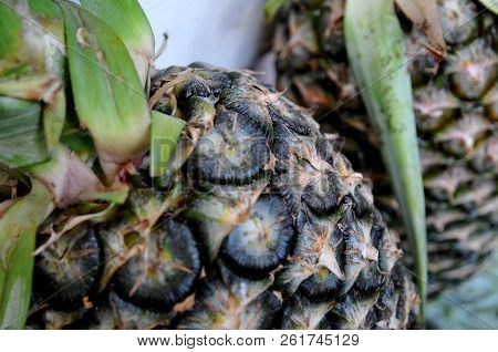 The Pineapple  Is A Tropical Plant In The Family Bromeliaceae.