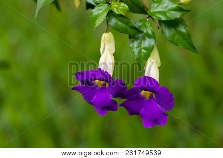 Purple flowers of bush clockvine, also called king's mantle, hanging from branch with blurred green background in Tanzania, East Africa (Thunbergia erecta)