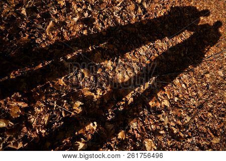 The Shadow On The Fallen Foliage From Two People