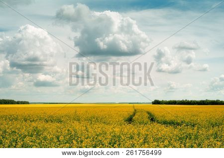 Rapeseed Field Against The Forest And The Sky With Clouds