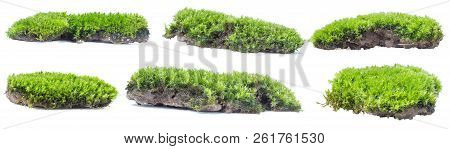 Green Moss Isolated On White Background Close Up.