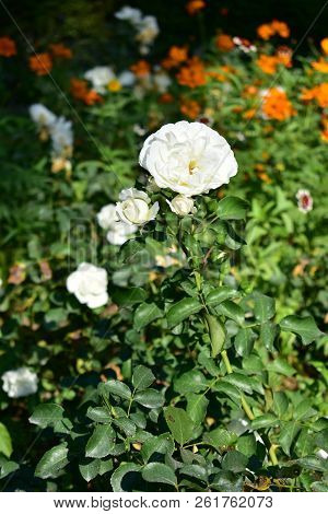 White Roses In Rosebush With Orange Flowers Background. Garden In Public Park.
