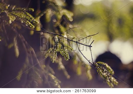 Blurred Background  With Green Fir-tree Branches And Bokeh