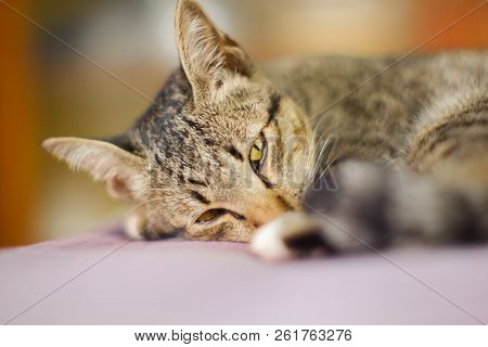 Closed Up Thai Cat Grey And White Colors  Sleep On Floor , Blurred Background