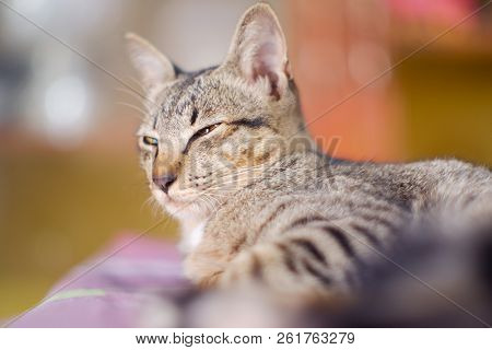 Closed Up Thai Cat Grey And White Colors  Sleep On Floor , Blurred Background