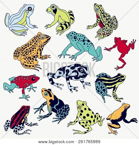 Vector Frogs Set Hand Drawn Illustration. Violet Contour, Various Colors, Fully Editable Image.