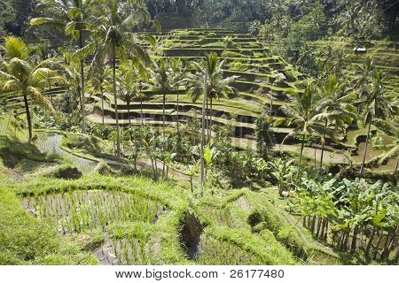 Bali risaia