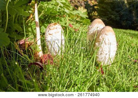 Some Young Mushrooms Grow In Autumn On The Edge Of A Meadow.
