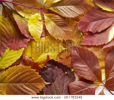 Autumn..orange, Yellow, Red Autumn Leaves For Background.