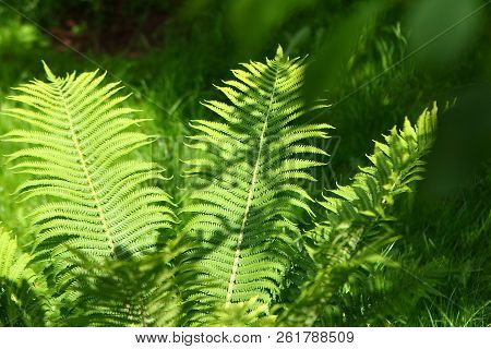 Bright Green Fren Leaves Plant In Summer Garden