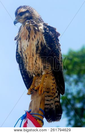 Sole Eagle Staying Om The Branch Of A Tree In 