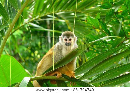 Lonely Squirrel Monkey Poses Over The Branches Of A Palm Tree In Manuel Antonio National Park, Costa