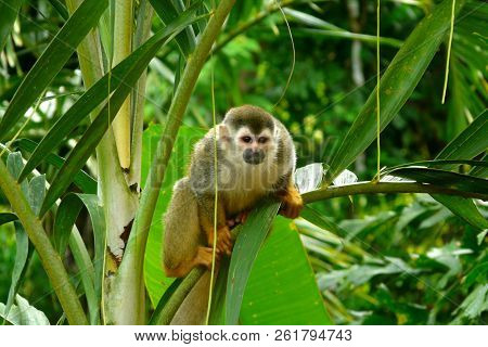 Lonely Squirrel Monkey Poses Over The Branches Of A Palm Tree In Manuel Antonio National Park, Costa