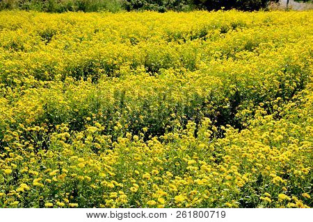 Chrysanthemum Indicum Linn Flowers. Or Chrysanthemum Morifolium Ramat Flowers In Plantation
