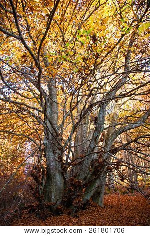 Trees In Autumn Season Background. Beauty In Nature. Autumn Lansdscape