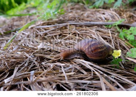 Closed Up. Brown Snail On Straw Floor , Brown Blurred Background