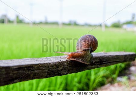 Closed Up. Brown Snail  On Wooden Handrail , Green Blurred Background