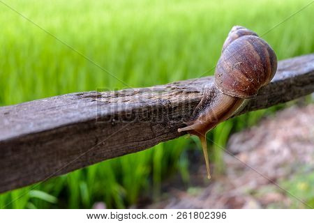 Closed Up. Brown Snail  On Wooden Handrail , Green Blurred Background