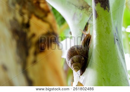 Closed Up. Brown Snail  On Wooden Handrail , Green Blurred Background
