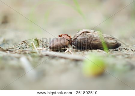 Closed Up. Brown Snail  On Wooden Handrail , Green Blurred Background