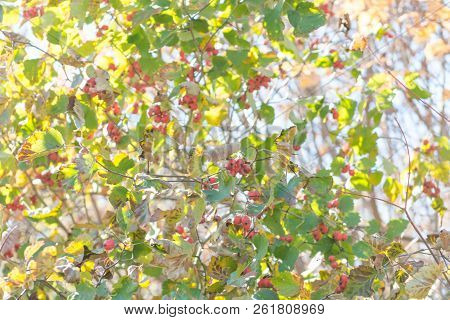 The Tree With Large Red Berries Grows In The Autumn