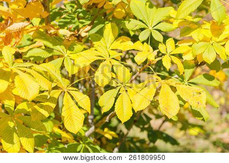 Yellow Chestnut Leaves On A Bush. Bright Golden Leaves