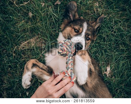 Woman with red nails, playing with her dog. Playful young dog at