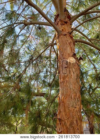 Afgan Pine Tree With A Fresh Cut Spot On Its Woody Trunk