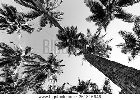 Exotic Tropical Palm Trees At Summer, View From Bottom Up To The Sky At Sunny Day. Black And White P