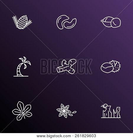 Harmony Icons Line Style Set With Pine Nut, Star Anise, Palm And Other Turmeric Elements. Isolated V