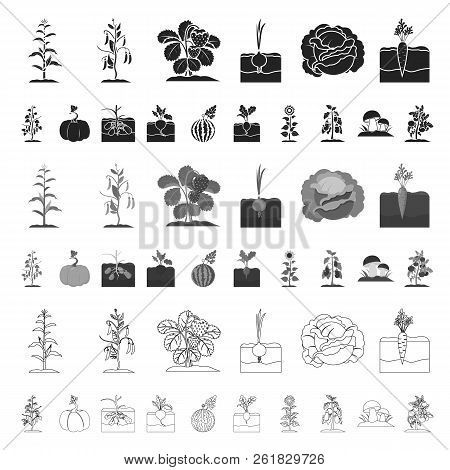 Plant, Vegetable Cartoon Icons In Set Collection For Design. Garden And Harvest Vector Symbol Stock 