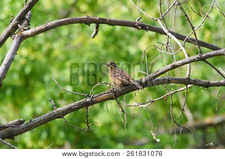 Ortolan (emberiza Hortulana) Sits On A Branch With A Bunch Of Blades Of Grass In Its Beak To Build A