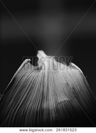 Black And White Image Of A Leaf With Grey To Black Transition From Top To Down With Parallel Venatio