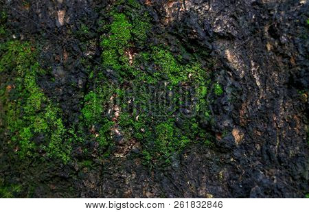 Texture Of Big Tree With Green Moss,nature Background