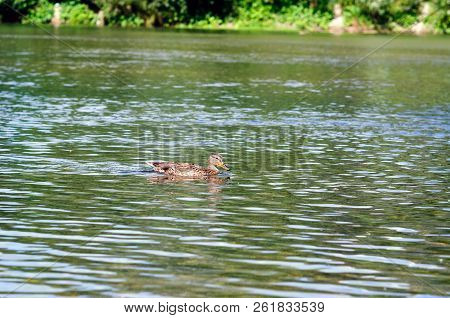 Duck Floating On The Ilet River, Republic Of Mari El.