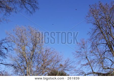 Migration